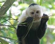 Macaco-Prego-de-Cara-Branca (3)