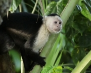 38-1334706600-costa-rica-parque-nacional-cahuita-macaco-prego-da-cara-branca-cebus-capucinus