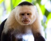 macaco-prego-de-cara-branca-cebus-capucinus-20120102-original