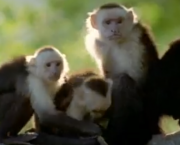 macaco-prego-de-cara-branca-usa-planta-como-repelente