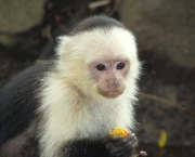 Macaco-Prego-de-Cara-Branca (4)