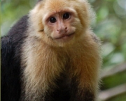 Macaco-Prego-de-Cara-Branca (5)