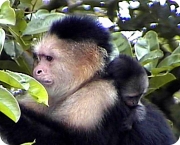 Macaco-Prego-de-Cara-Branca (6)