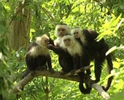 Macaco-Prego-de-Cara-Branca (7)