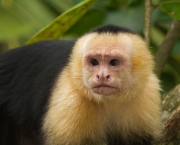 Macaco-Prego-de-Cara-Branca (8)