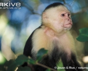 ARKive image GES078774 - White-throated capuchin