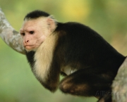 Macaco-Prego-de-Cara-Branca (10)