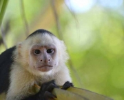 Macaco-Prego-de-Cara-Branca (11)