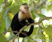 Macaco-Prego-de-Cara-Branca (12)
