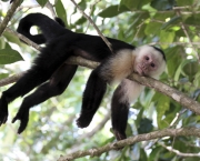 Macaco-Prego-de-Cara-Branca (13)