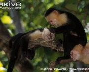 ARKive image GES073534 - White-throated capuchin