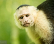 Macaco-Prego-de-Cara-Branca (15)