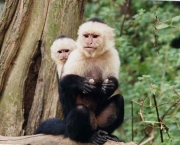 Macaco-Prego-de-Cara-Branca (16)