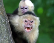 Macaco-Prego-de-Cara-Branca (17)