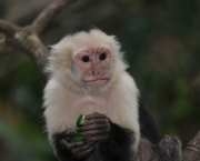 Macaco-Prego-de-Cara-Branca (18)