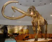 Mamute Animal Pre-historico- (7)