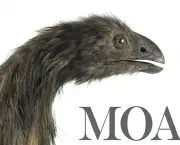 Moa Familia Dinornithidae (2)