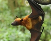 Morcego (10)