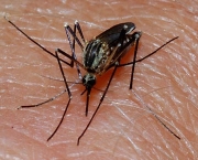 Mosquito Borrachudo (8)