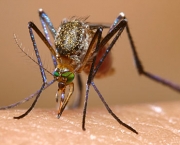Mosquito Borrachudo (17)