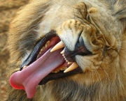 37-Lion-Yawning-Africa