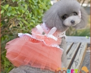 Cute-Girls-Polka-Dot-Dog-Clothes-Dress-Lace-Puppy-Dress-Skirt-Shirt-Summer-for-Chihuahua-Teddy_350x350