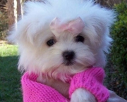Maltese-puppies-for-adoption-51370a00bd4bfe9c159c