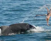 O Que os Golfinhos Comem (6)