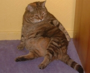 Obesidade Em Caes e Gatos (1)