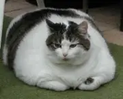 Obesidade Em Caes e Gatos (18)