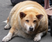 obesidade-em-pets (13)