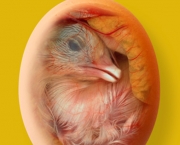 Ovos e Embriões (3)