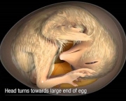 Ovos e Embriões (4)