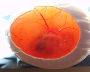 Ovos e Embriões (6)