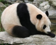 Panda Gigante (10)