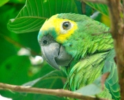 Papagaio (4)