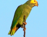 Papagaio-Galego (2)