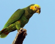 Papagaio-Galego (3)