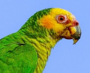 Papagaio-Galego (6)