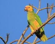 Papagaio-Galego (7)
