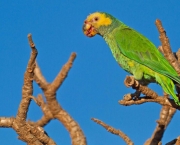 Papagaio-Galego (8)