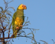 Papagaio-Galego (14)