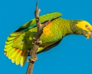 Papagaio-Galego (17)