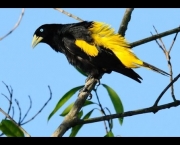 Pássaro Pega Bananeira (8)