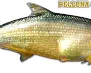 Peixe Apapa (1)