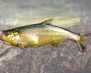 Peixe Apapa (5)