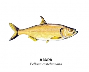 Peixe Apapa (10)