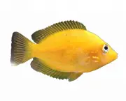 Peixe Mexirica (1)