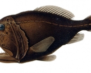 Peixe-Ogro (Anoplogastridae) (3)