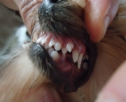 Perda Dos Dentes Nos Animais (1)